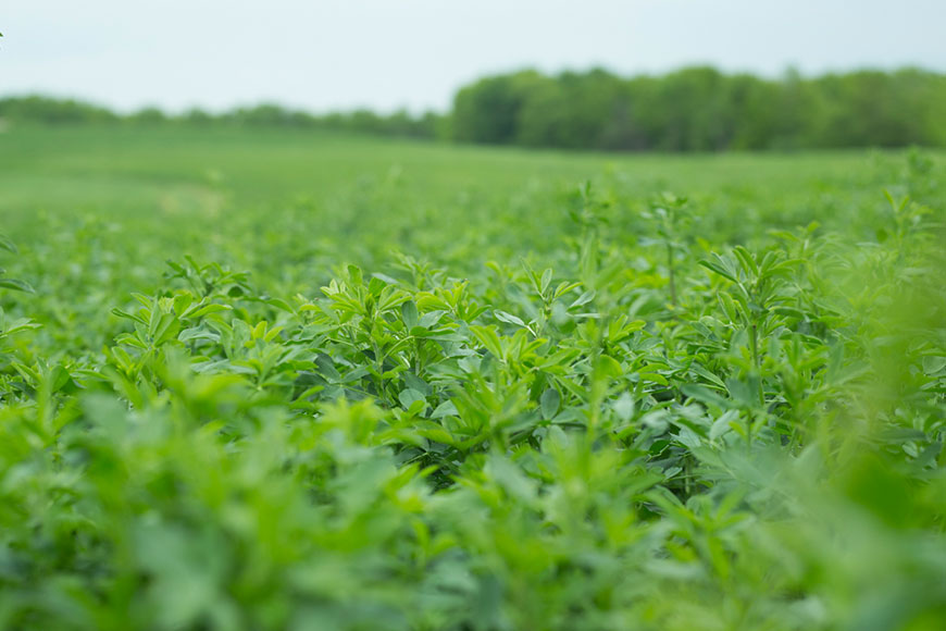Green lust alfalfa field