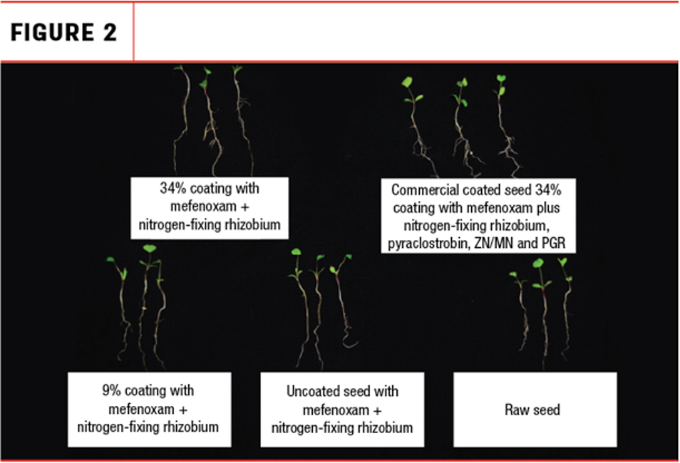 Comparison of seedling root health among different seed treatments.