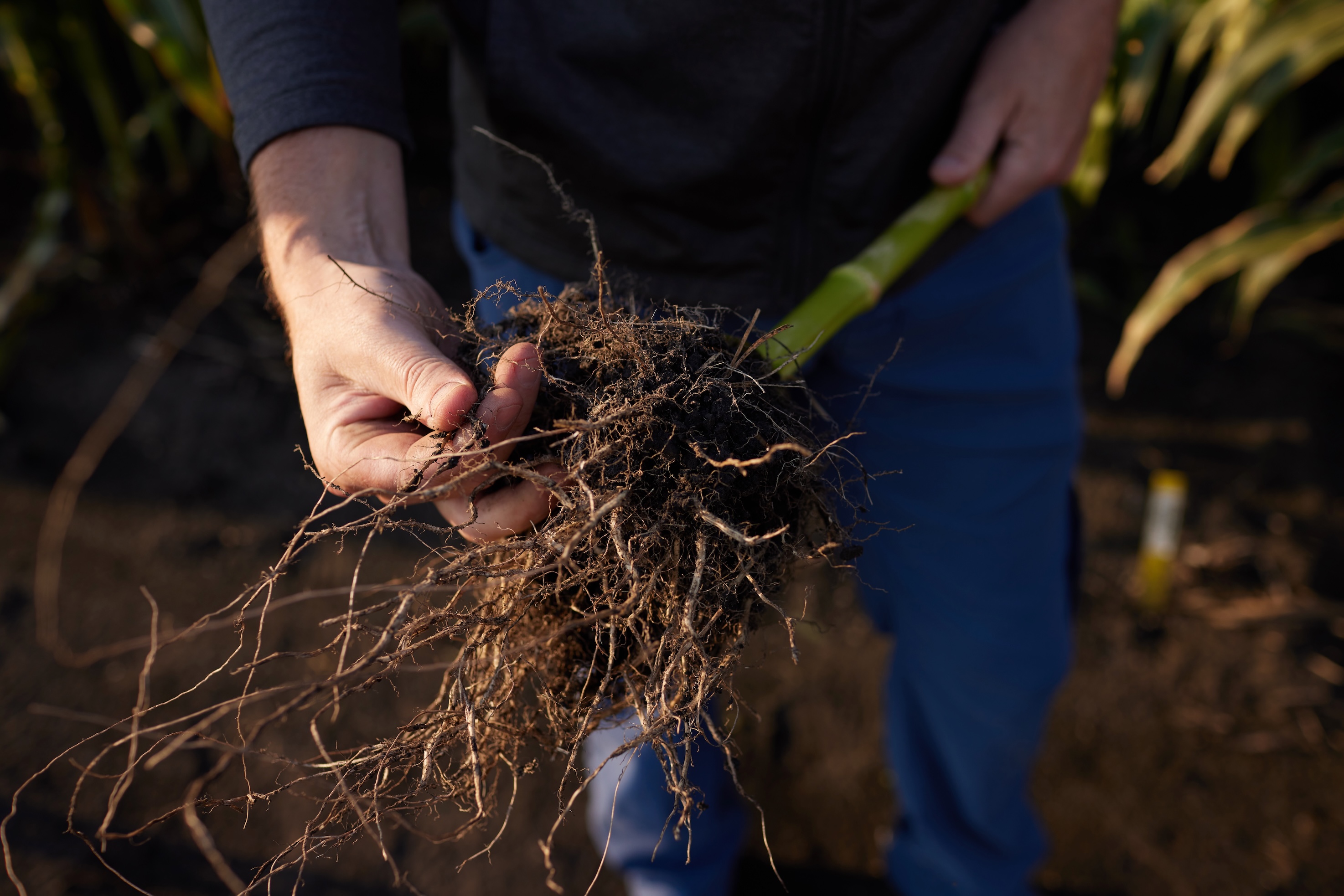 A person holding a stalk of corn and examining its roots, highlighting healthy development