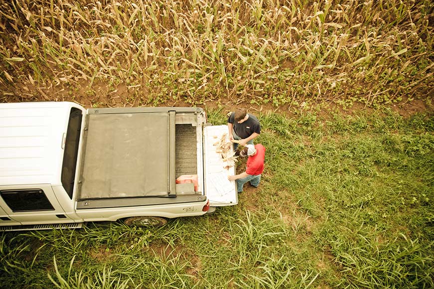 Two men in cornfield checking moisture levels