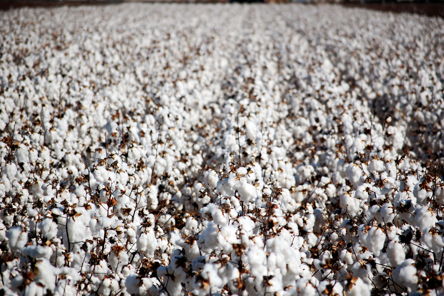 Late-season cotton field ready for harvest.