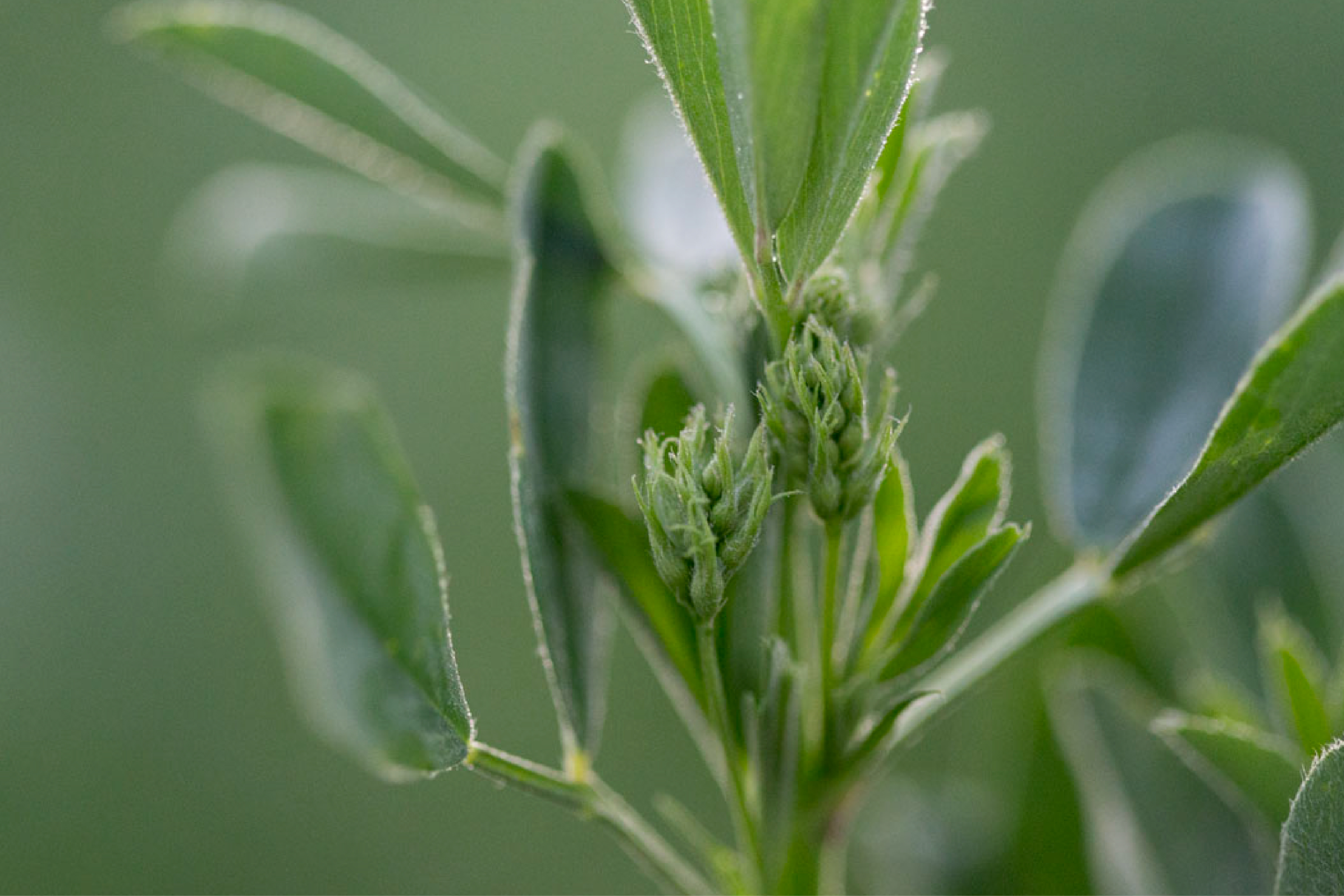 Close up image of alfalfa plant