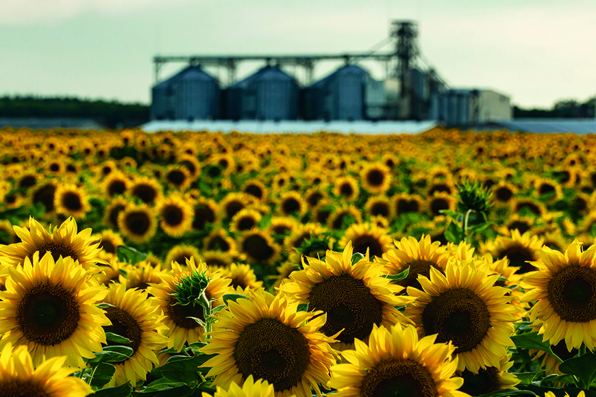 Field of sunflowers with grain bins in the background.
