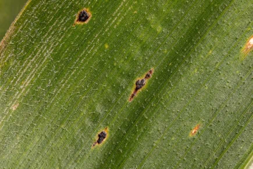Black, paint-like tar spots on a corn husk 