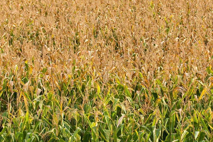 Late-season corn field 