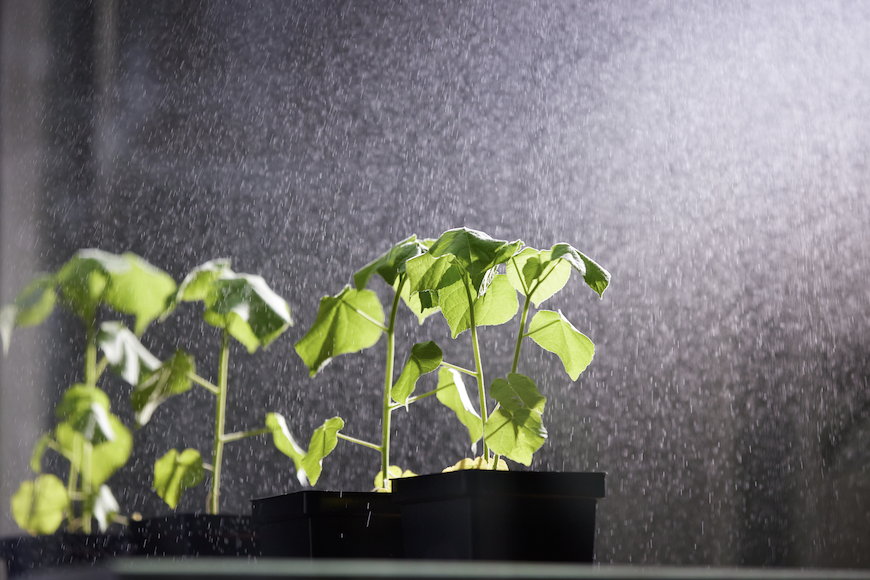 Four young soybean plants being sprayed in a controlled lab environment. 