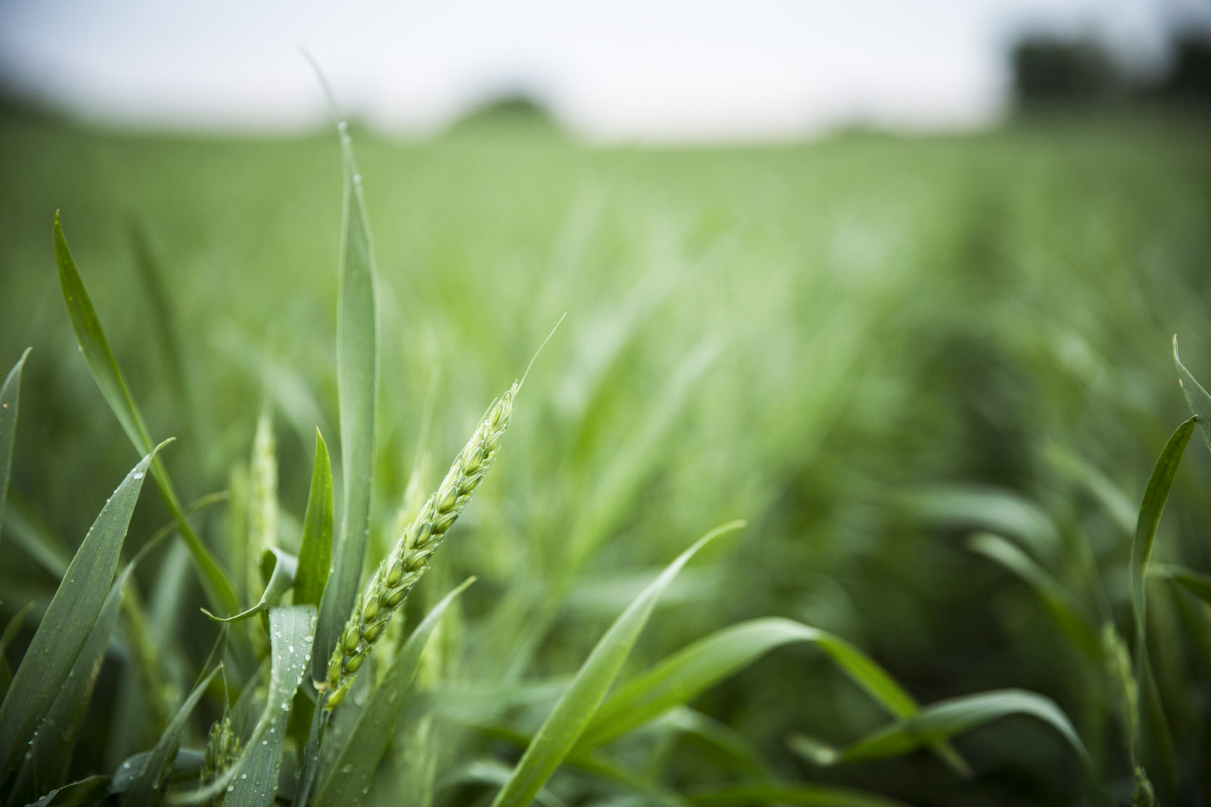 Close up of in-season green wheat plant