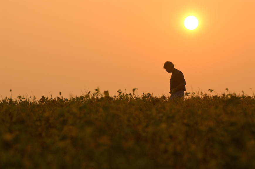 Man walking in soybean field