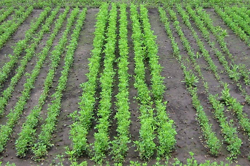 Diseased alfalfa field