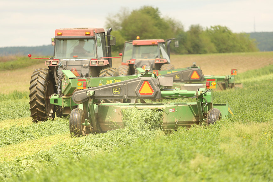 Forage in field