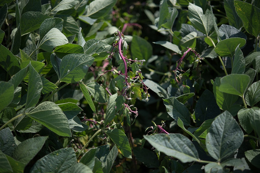 Weeds emerging from a soybean field