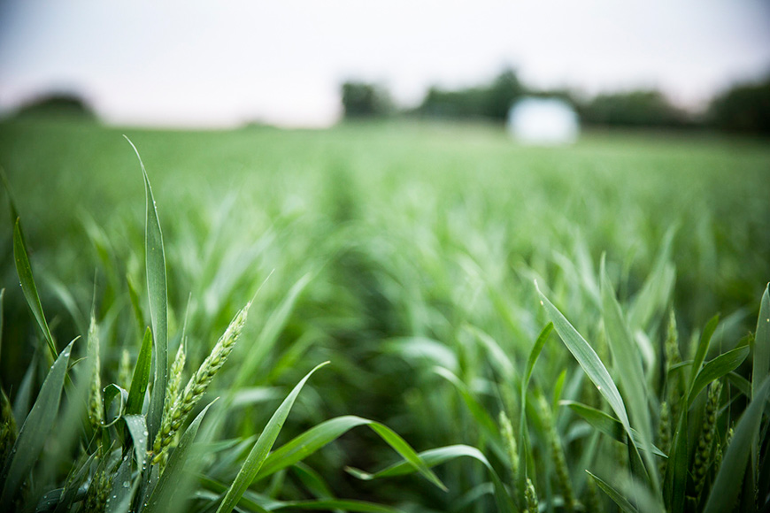 Mid-season wheat field