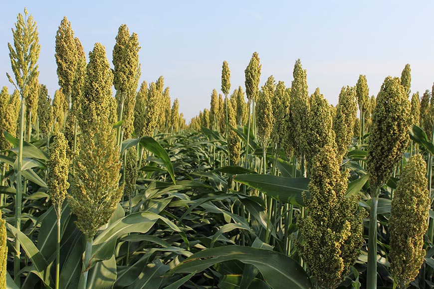 Forage sorghum in a field