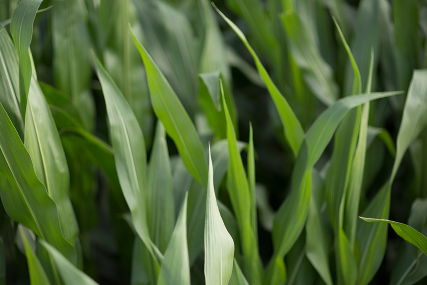 Tops of green corn leaves