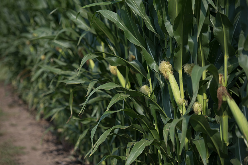 Use Response-to Scores to Guide Agronomic Decisions