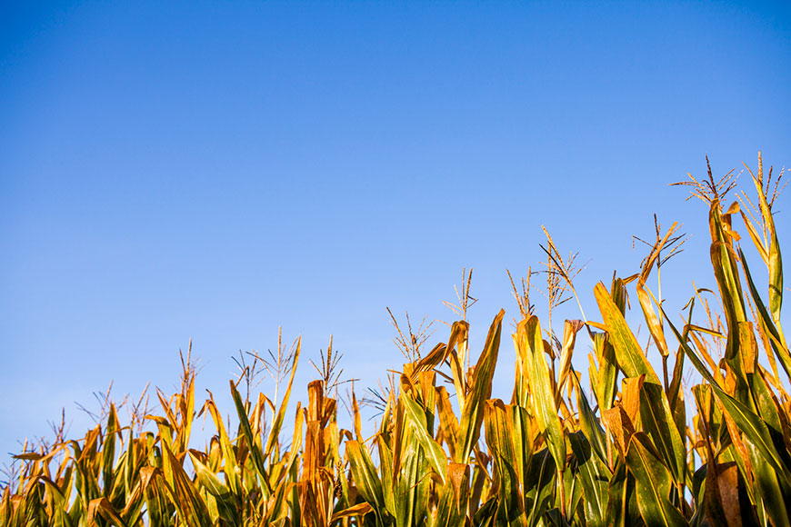 Rows of late-season corn