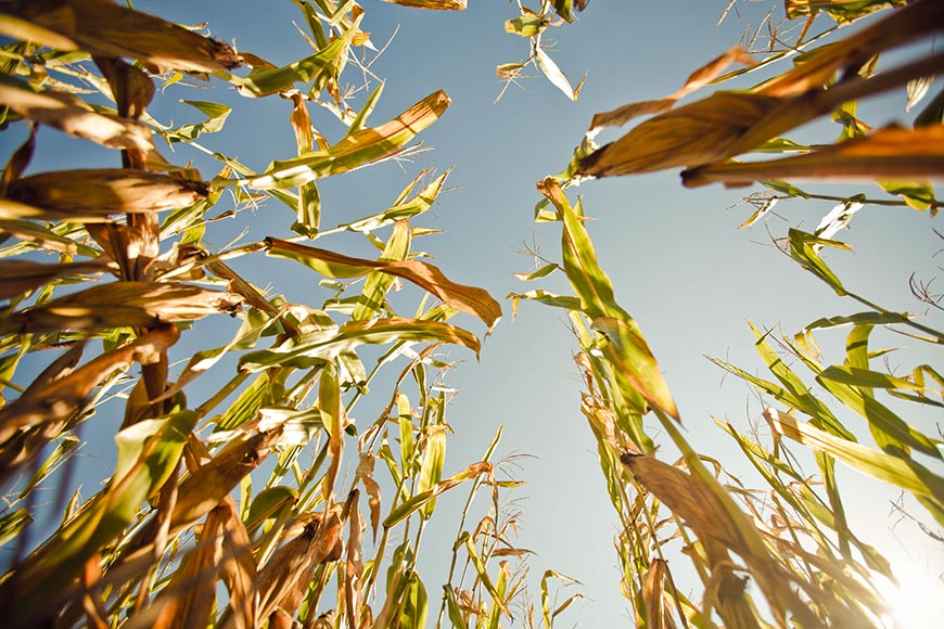 Late-season corn crop