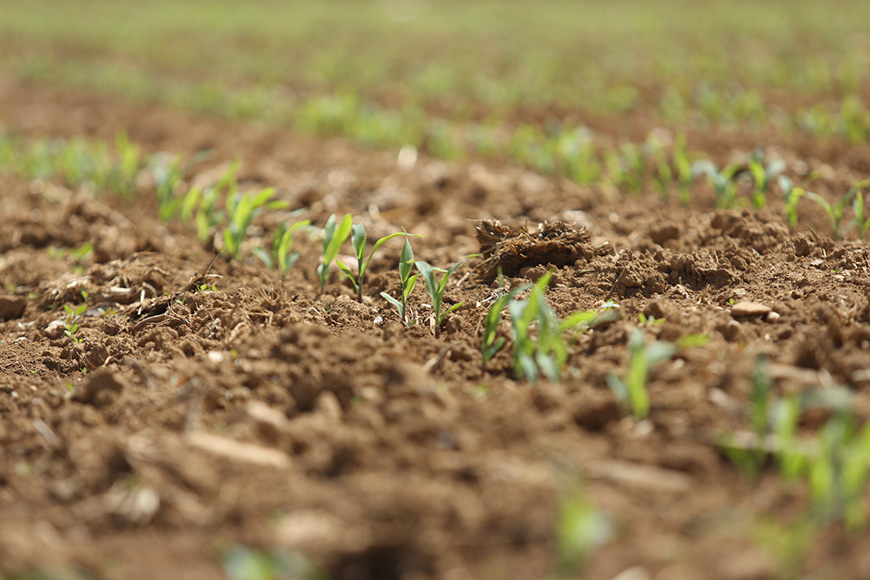 Early emerging corn crop