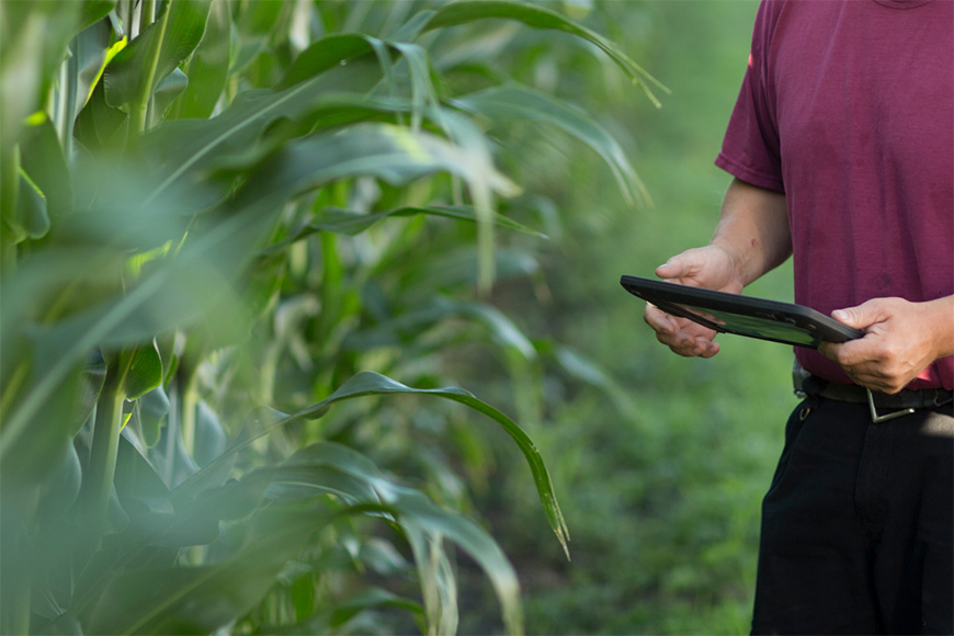 Man reviewing tablet in cornfield