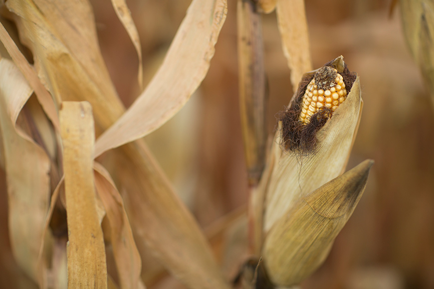 Corn in field ahead of harvest
