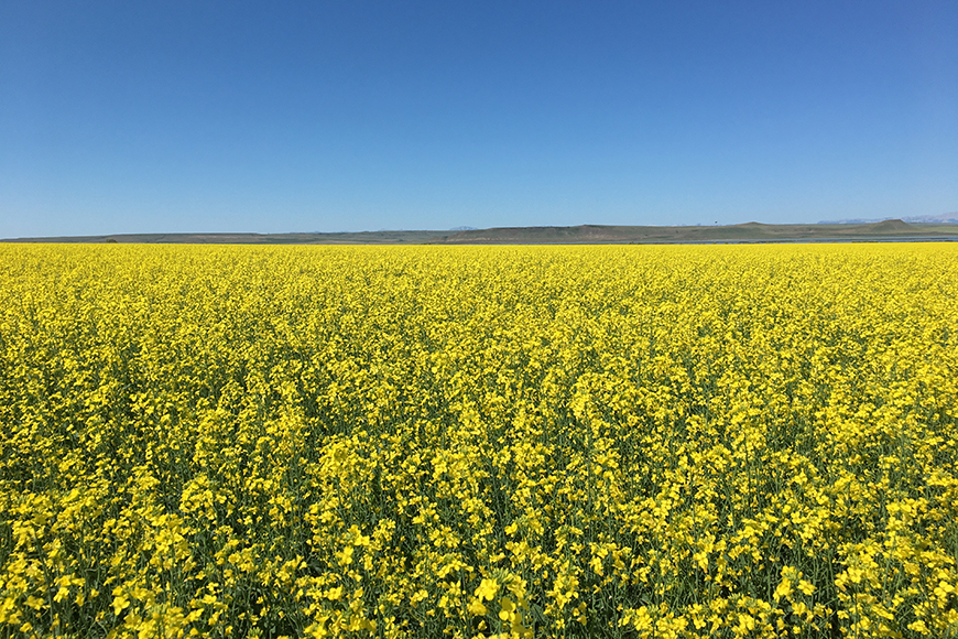 Field of winter canola against blue sky.