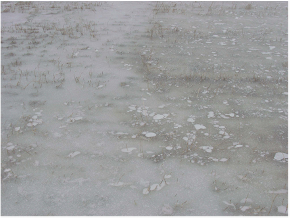 Ice over an alfalfa field