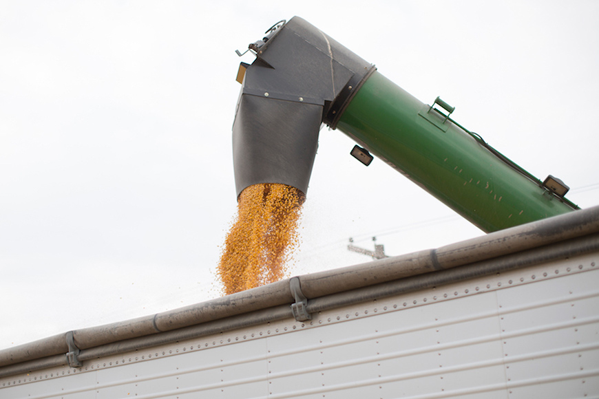 Grain auger unloading corn into semi.