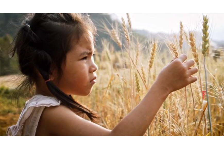 Young girl in field touching wheat stems