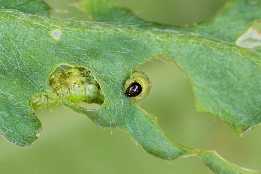 Managing The Alfalfa Weevil 