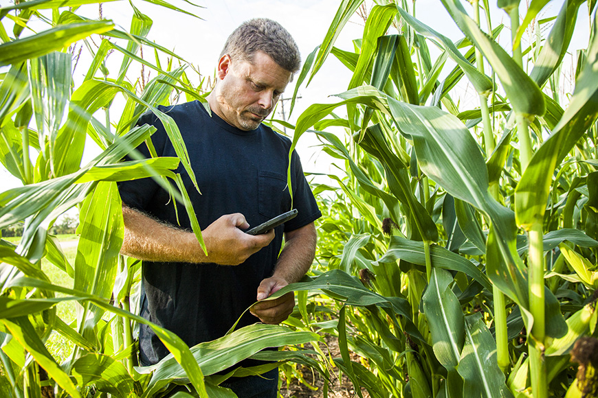 Grower analyzing mid-season corn plant.