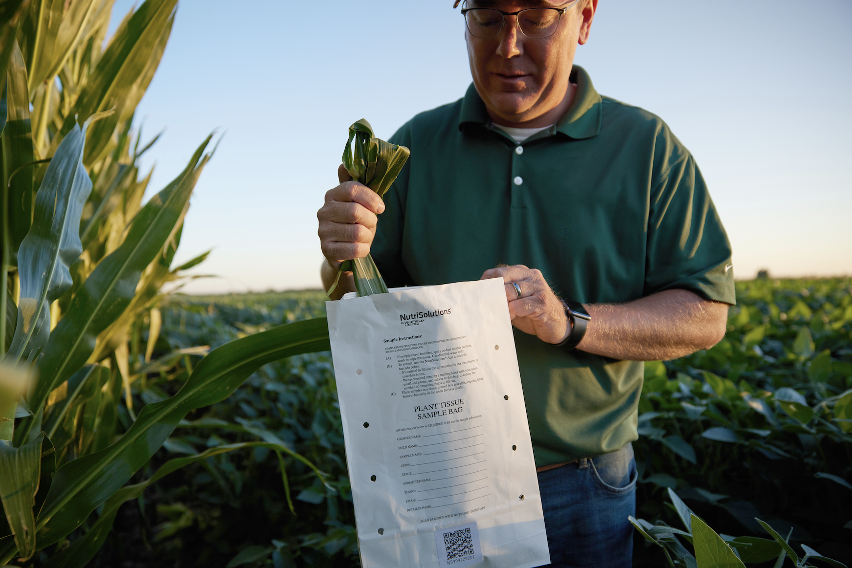 Man collecting a corn tissue sample at sunset.