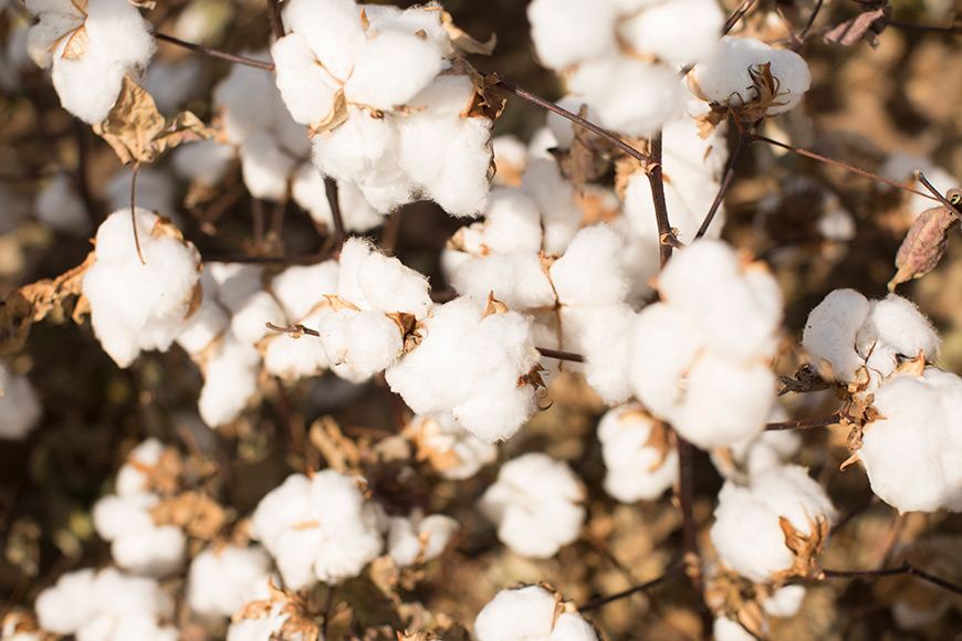 Close up of cotton plant.