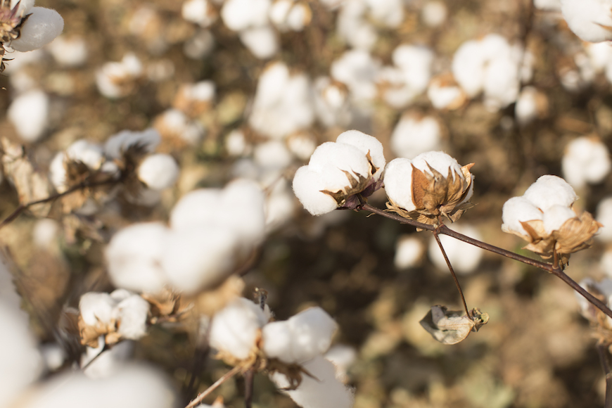 Closeup of cotton plant.