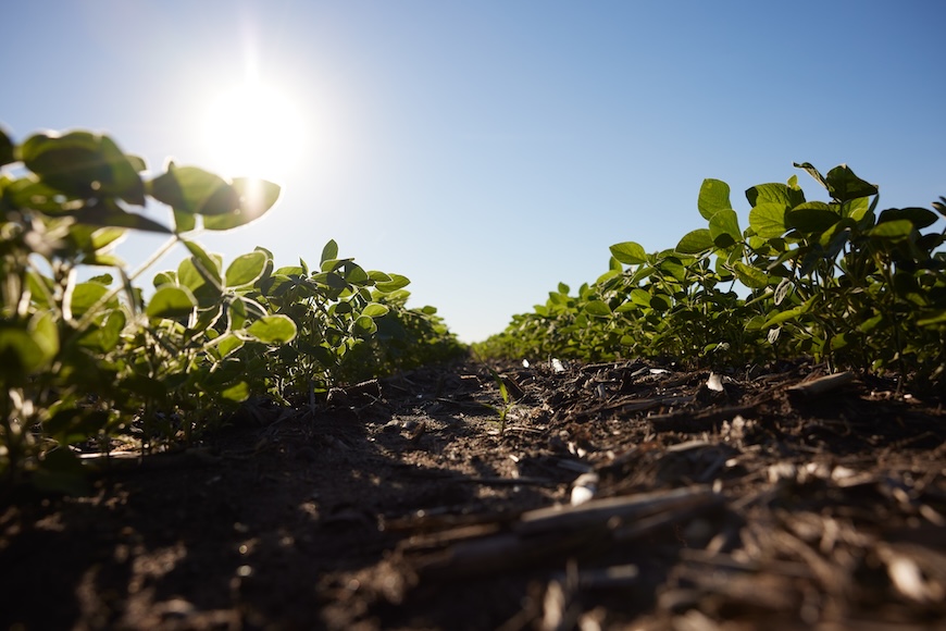 Ground view of healthy soybean rows
